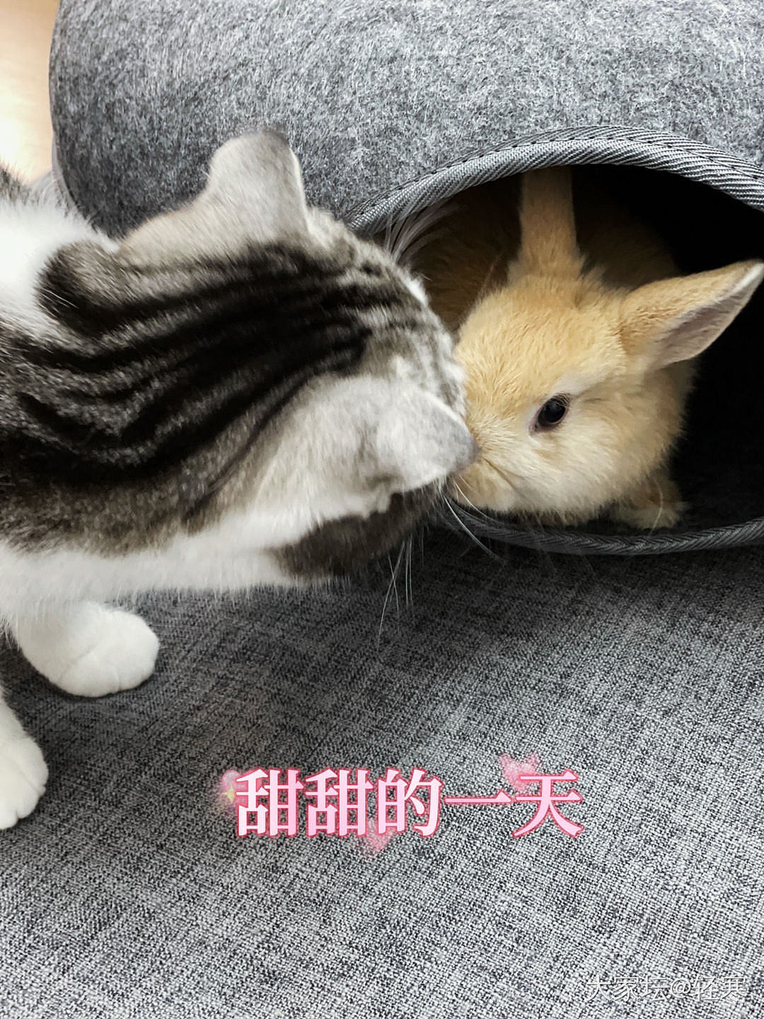 新成员加入_兔猫