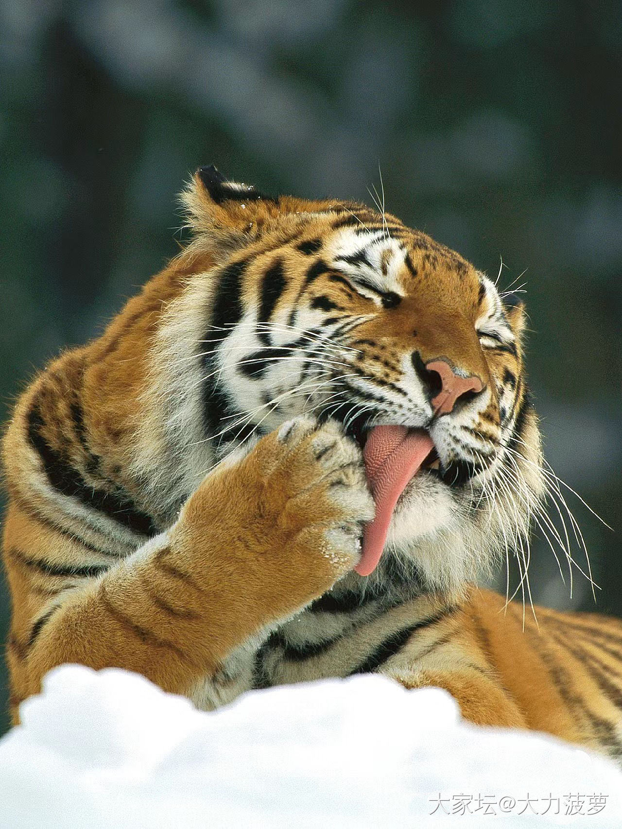 这是你们印象中的猛虎姐吗😌_闲聊