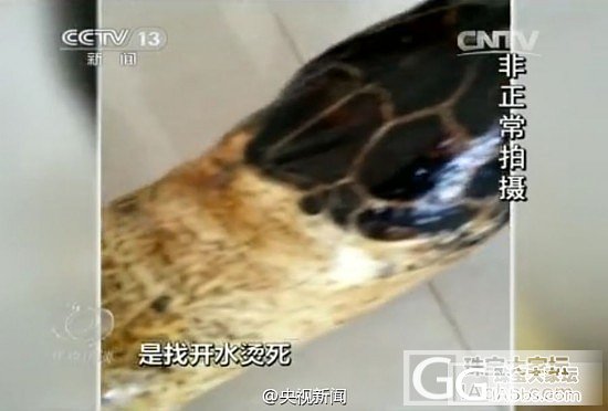 海南非法玳瑁交易：为保持光泽 百岁龟遭开水烫死_玳瑁