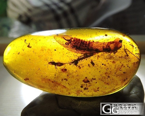 虫虫一堆_虫珀