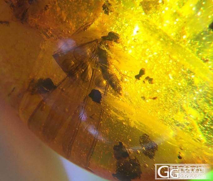 抚顺虫珀_虫珀