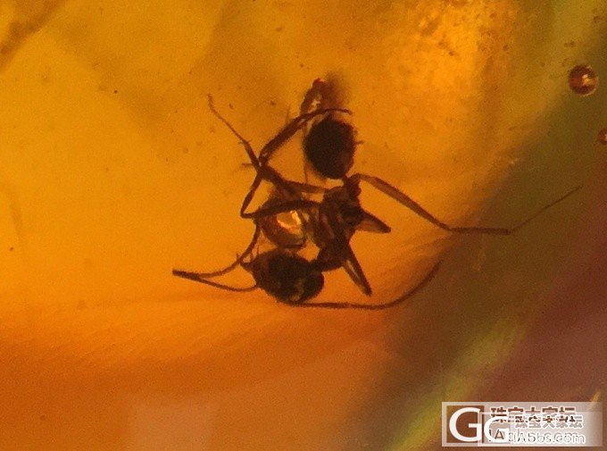 抚顺虫珀_虫珀