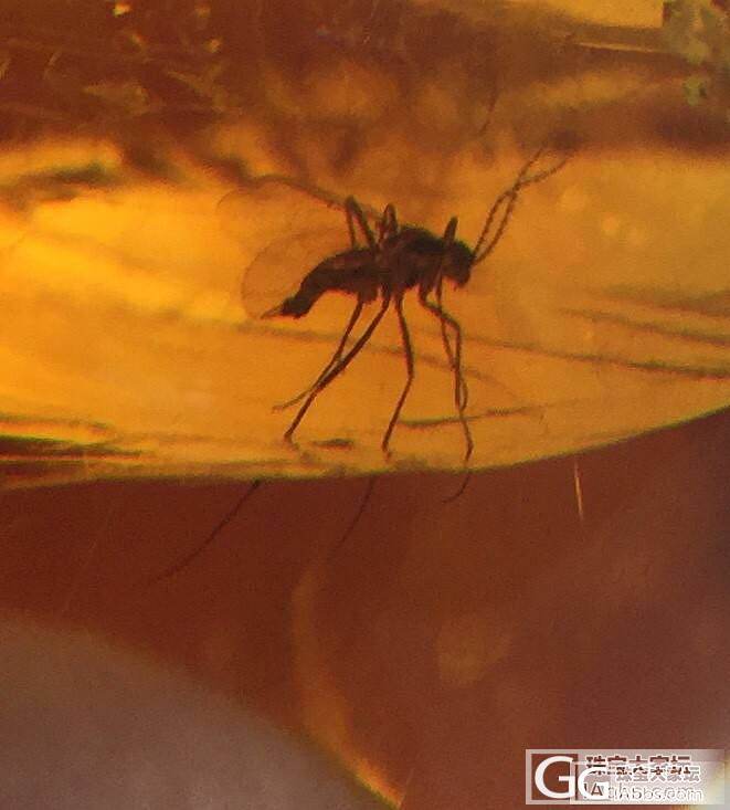 抚顺虫珀_虫珀