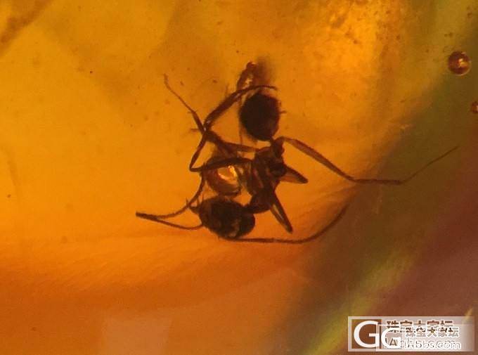 抚顺虫珀_虫珀
