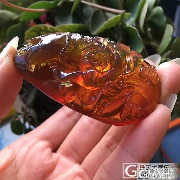 金琮料子缅甸琥珀_琥珀