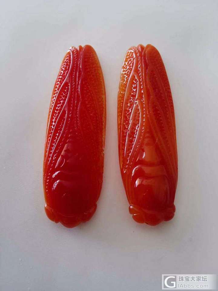 极品血砗磲_砗磲