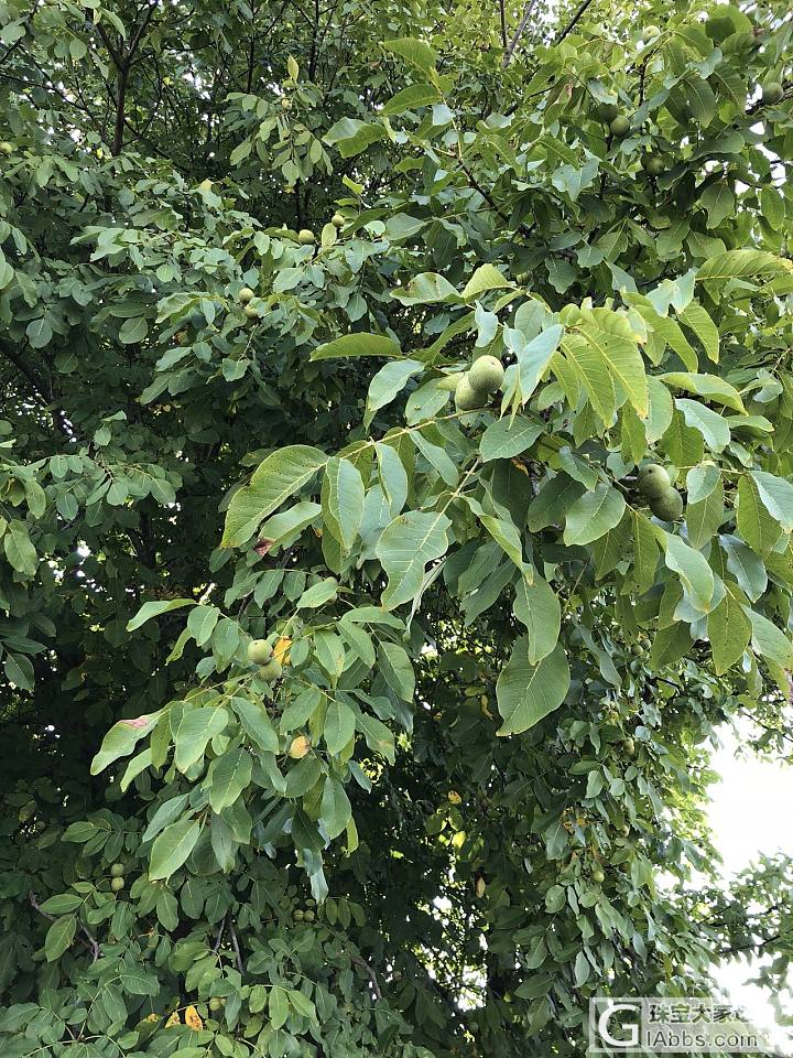 开核桃开成了小矿工_珠串琥珀蜜蜡核桃
