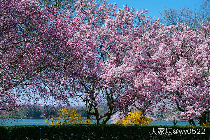 美东赏樱_旅游闲聊
