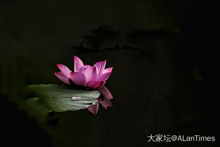 【荷花季】第二组
其实，也没玩儿出啥花儿来
周末再试试新研究的方法吧_摄影