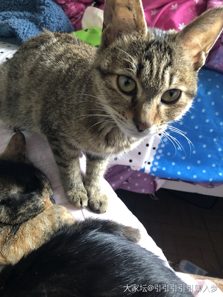 黏人的小猫咪，编绳的时候烤火全围过来了。编完了不烤了，它们也跟着我撤了😂😂_编绳