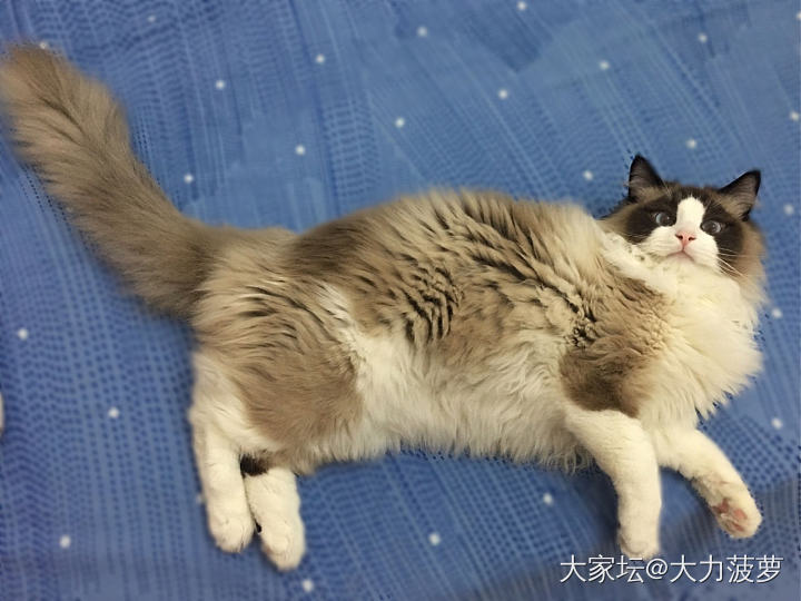 两个都是吃肉长大的🐱猫_猫