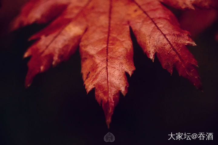 分享今天拍的雨后秋叶_摄影