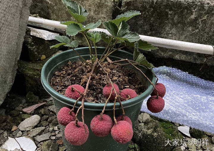 草莓🍓_水果闲聊