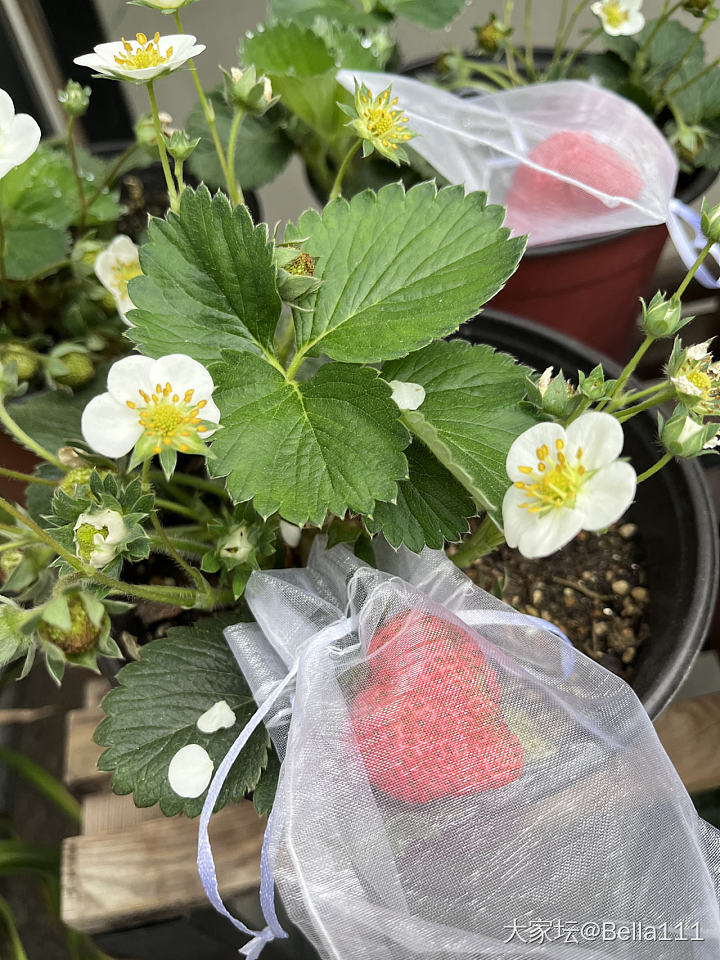 草莓太好种了_植物