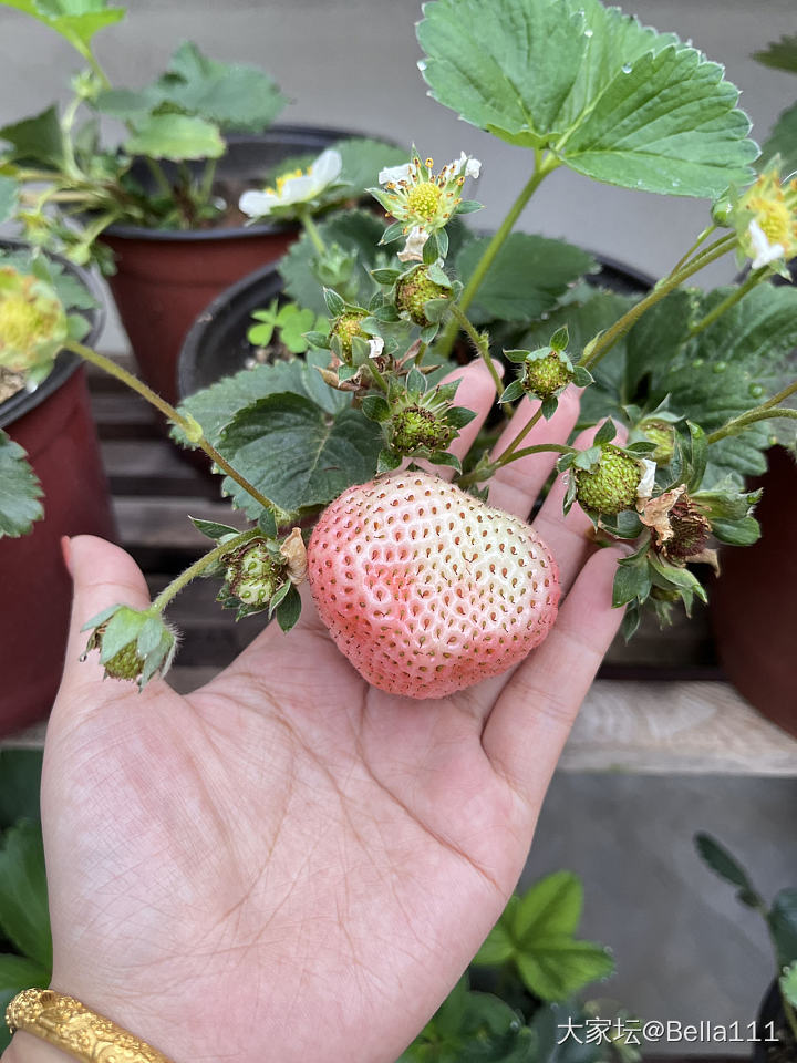 草莓太好种了_植物