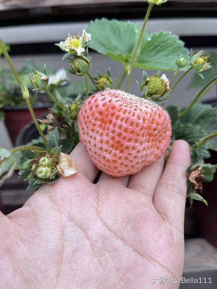 草莓太好种了_植物