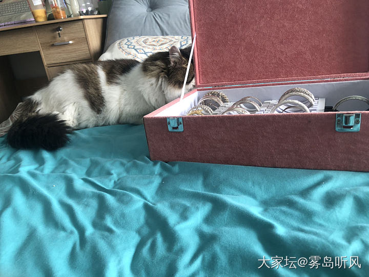 猫与镯_银金宠物