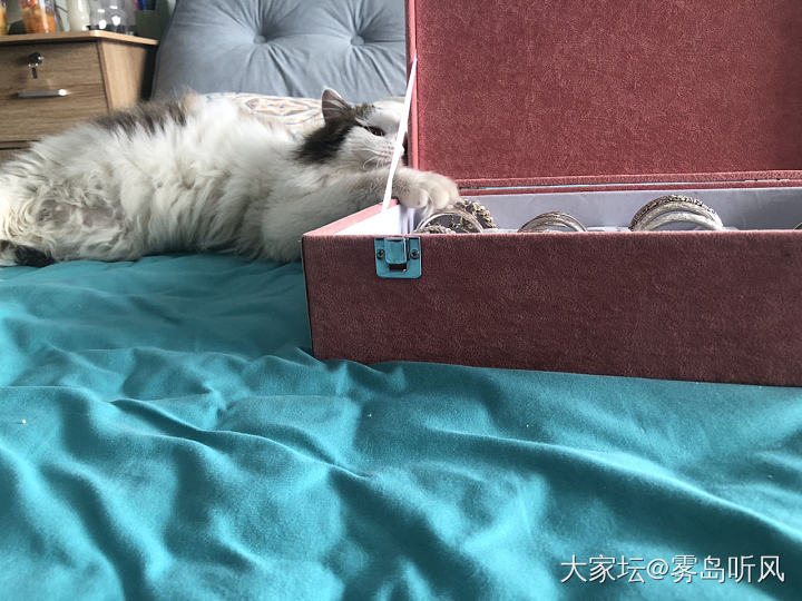 猫与镯_银金宠物