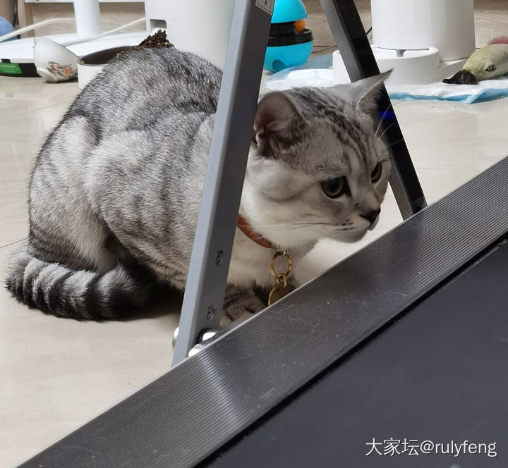 一只猫关于跑步机的研究😂_猫宠物