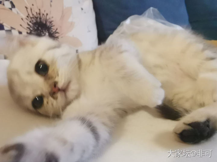 我的宝贝_猫