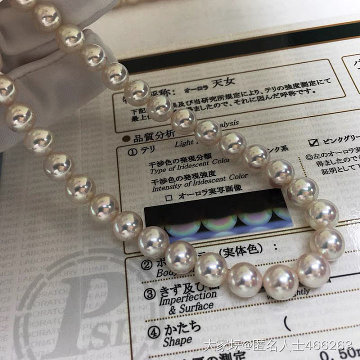 AKOYO和澳白_珍珠