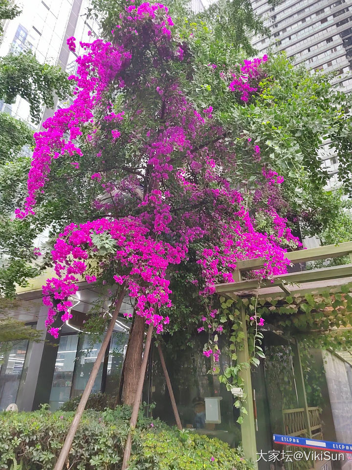 这个天的三角梅真的好看_花植物