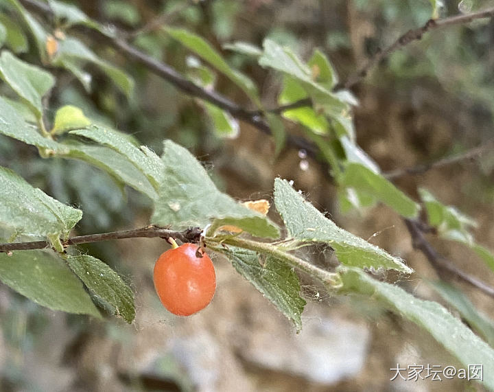 樱桃沟里野樱桃_美食