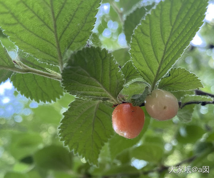 樱桃沟里野樱桃_美食