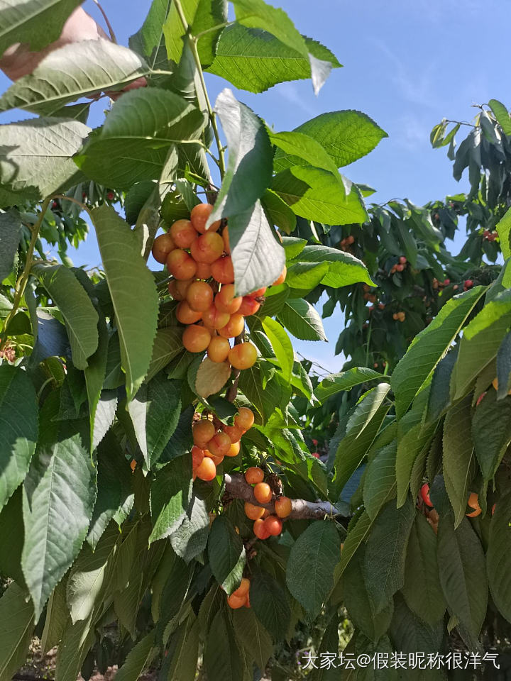 摘樱桃喽～～
还发现了好几年没见过的麦子地。_水果