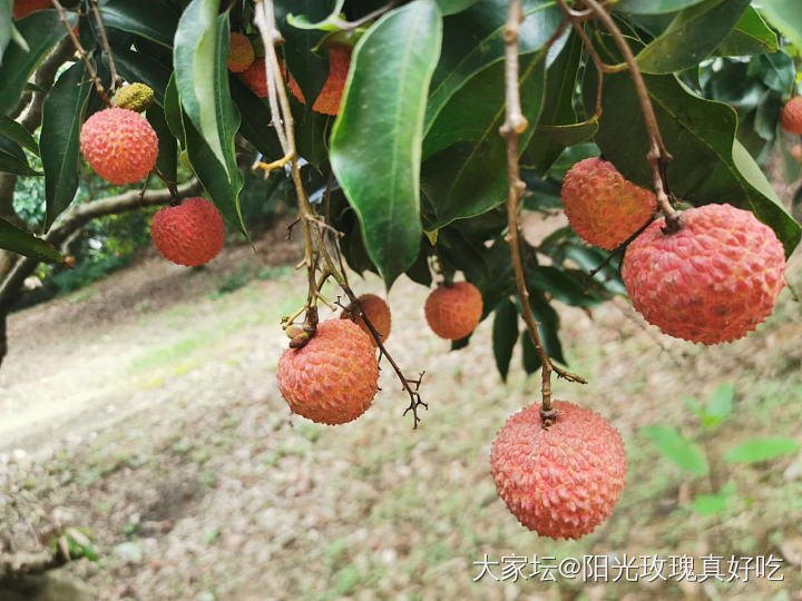 去年日啖荔枝3万颗_果园水果