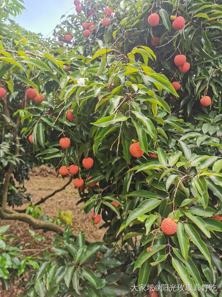 去年日啖荔枝3万颗_果园水果