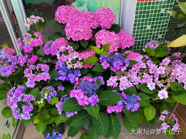 绣球_花