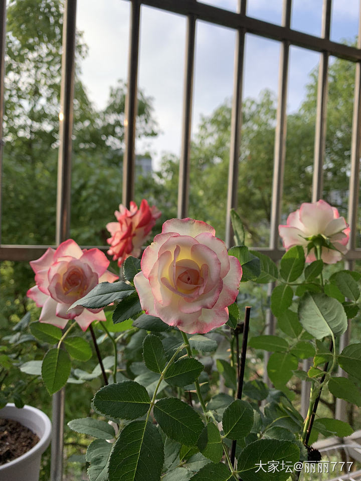 阳台上的花儿们_花