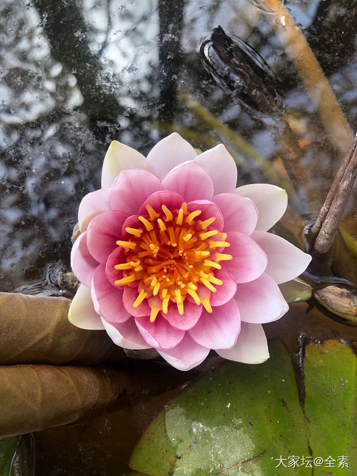 睡莲开花了_花植物