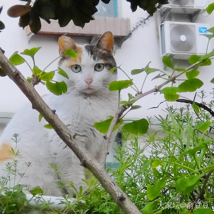 听说要降级  赶紧发个水贴_猫翡翠