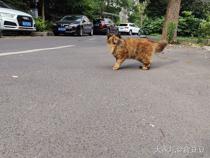 听说要降级  赶紧发个水贴_猫翡翠