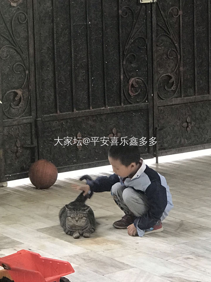 家里的田园猫三花妈妈生猫宝宝了！第一次当妈妈看上去特别熟练，动作麻利的帮每一个毛...