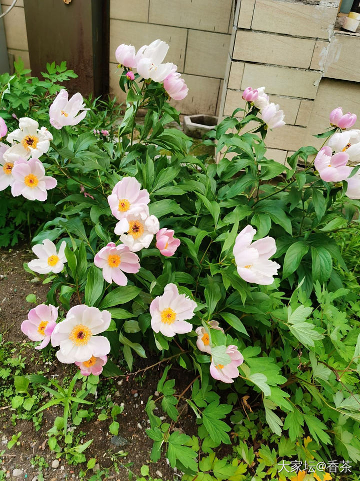 小区里的芍药花_花