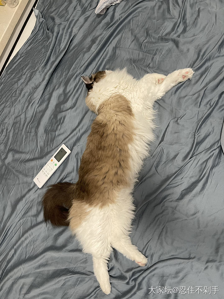 你说他咋不上他呢？ 话说布偶猫长这么长的猫 夏天不会热吗？