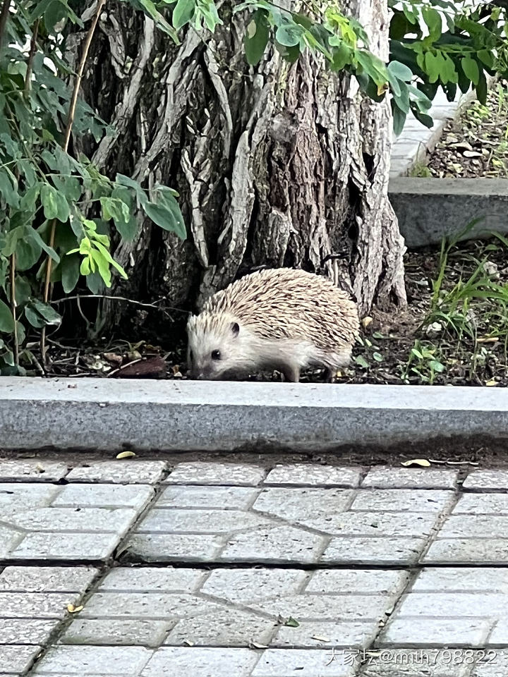 上班路上遇到的小可爱_刺猬