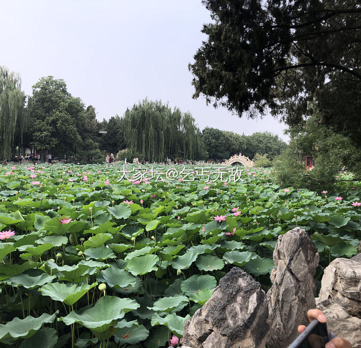 盛夏古莲花池游记，重新发一份视频没上传成功_植物