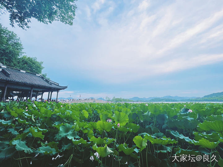 西湖的荷花🪷夏天的镯子_翡翠植物生活