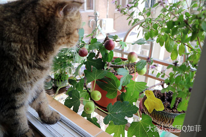 看好哦~別被鳥偷吃~_猫宠物植物