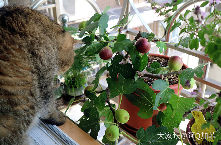 看好哦~別被鳥偷吃~_猫宠物植物