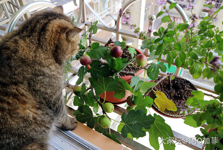 看好哦~別被鳥偷吃~_猫宠物植物