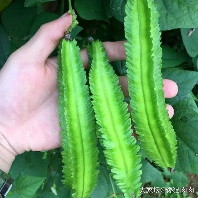 饕餮一一蔬菜篇_食材