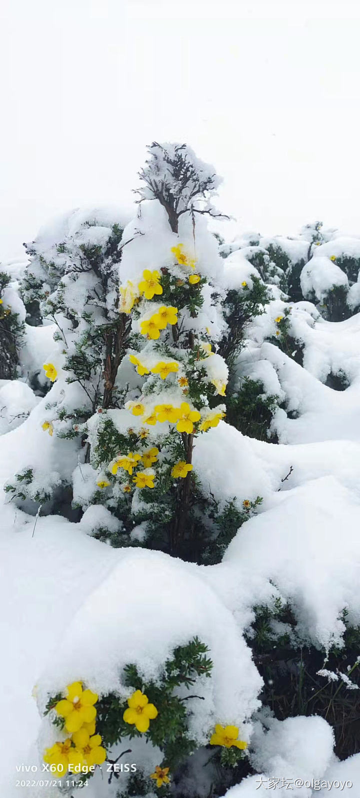 七月飞雪，让大家凉快凉快_景色