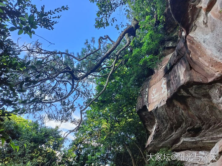 扑鼻而来的松香味道儿_旅游