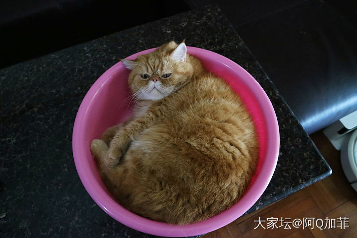 大寳寳_猫宠物