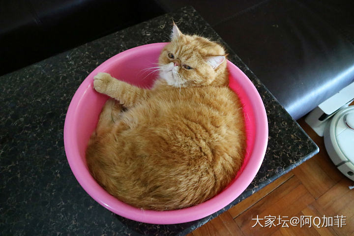 大寳寳_猫宠物